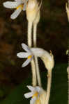 Oneflowered broomrape